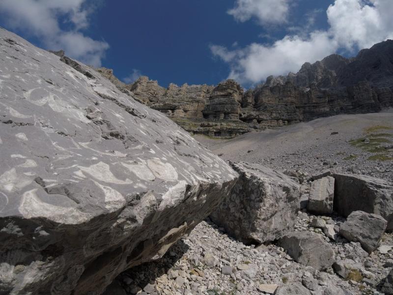 fossili agli orti della regina