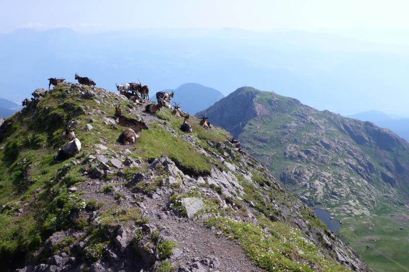 hofer weg trekking guide accompagnatori media montagna pinzolo (1)