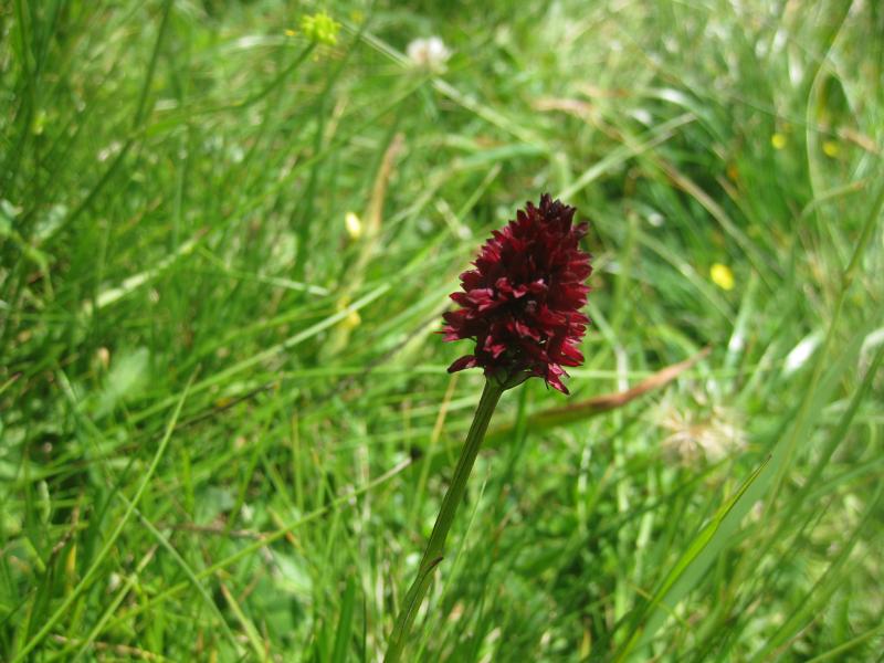 negritella guide alpine pinzolo madonna di cmapiglio